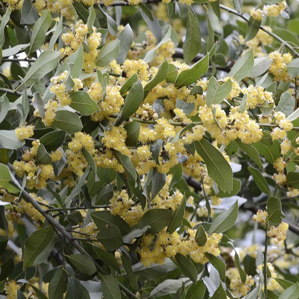 Laurel - Laurus nobilis