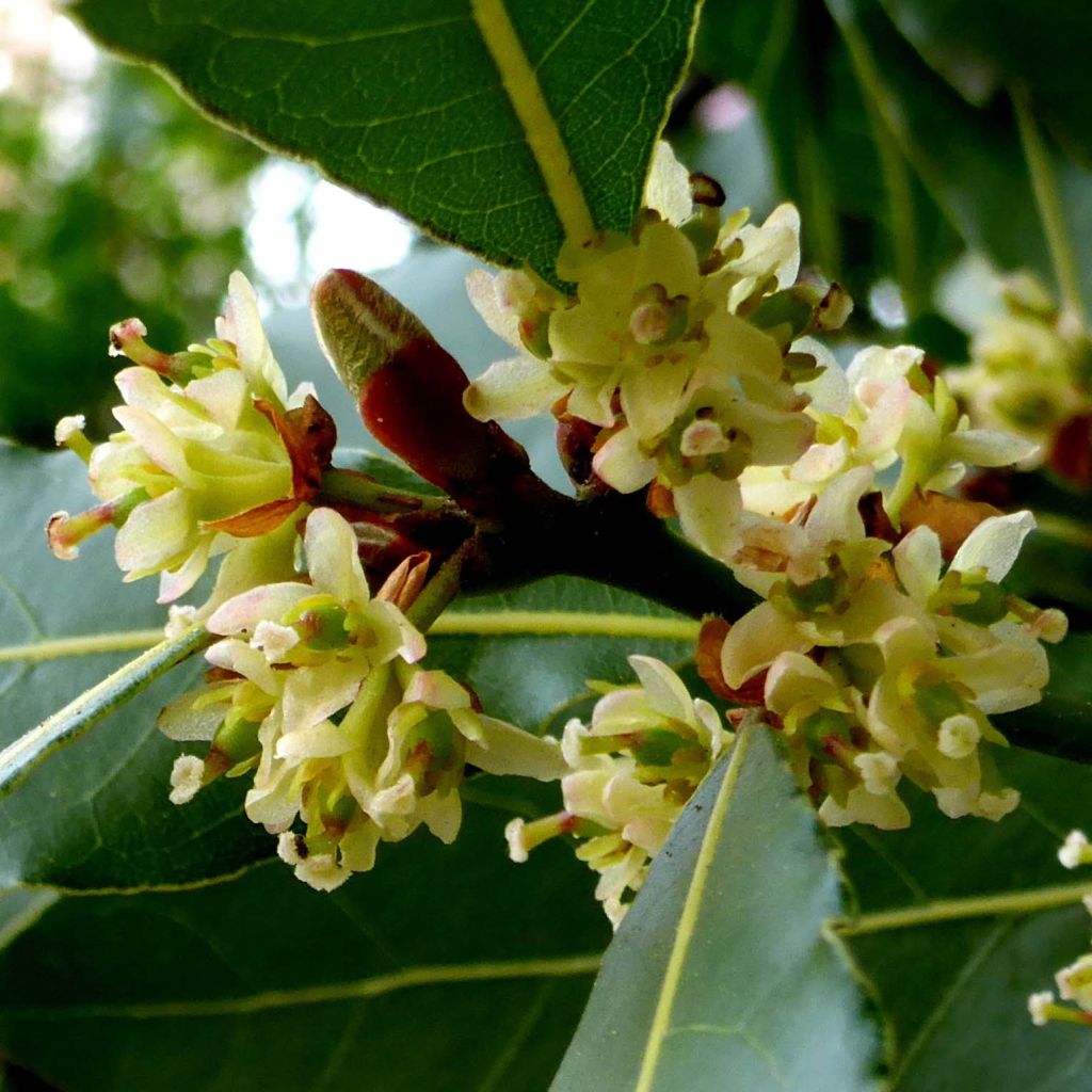 Laurel - Laurus nobilis