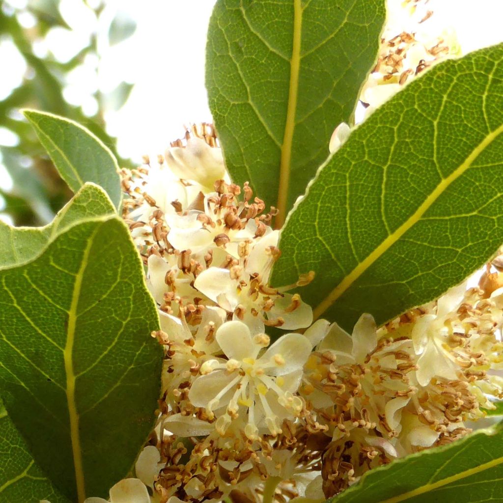 Laurel - Laurus nobilis