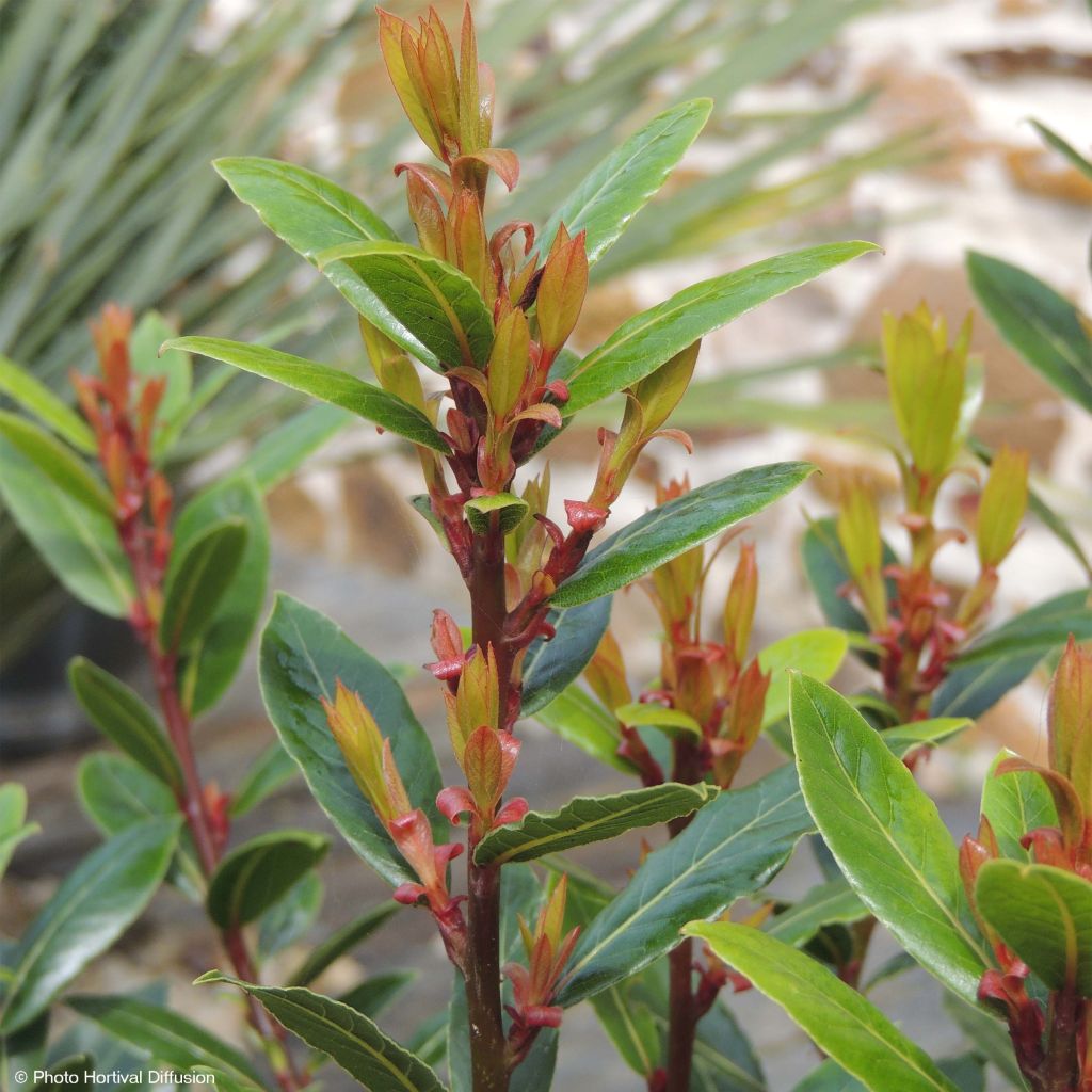 Laurel Little Ragu - Laurus nobilis