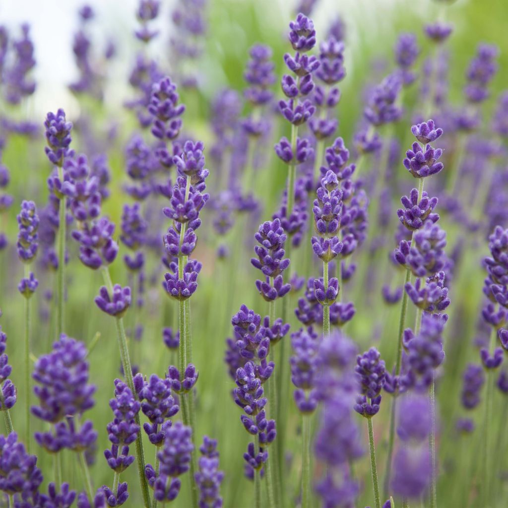 Lavanda angustifolia Bleu de Gien