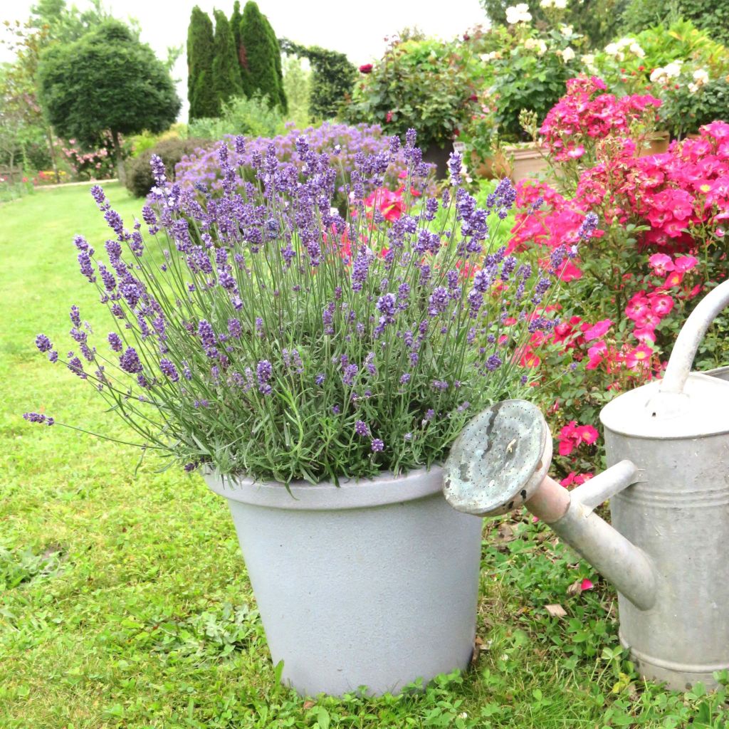 Lavanda angustifolia Bleu de Gien