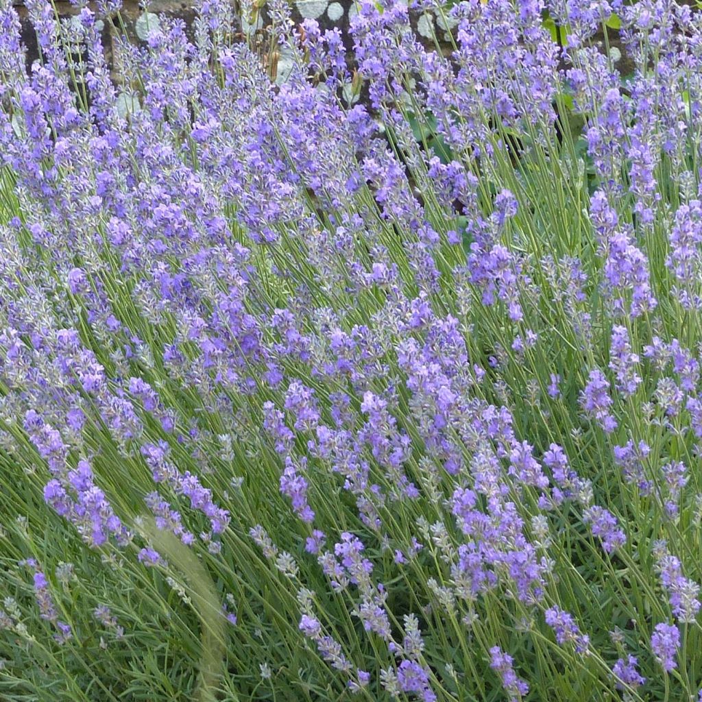 Lavanda angustifolia Munstead