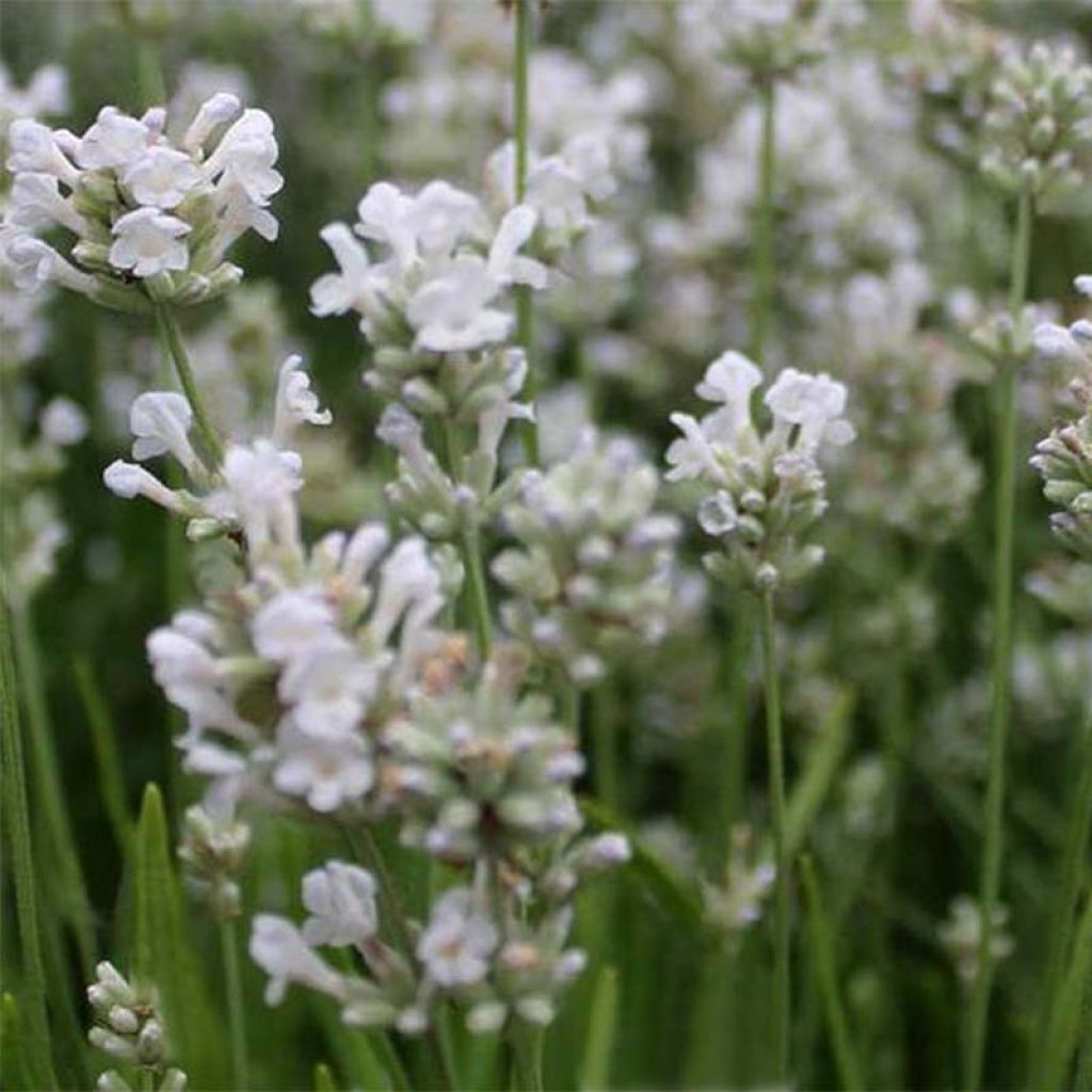 Lavanda angustifolia Arctic Snow