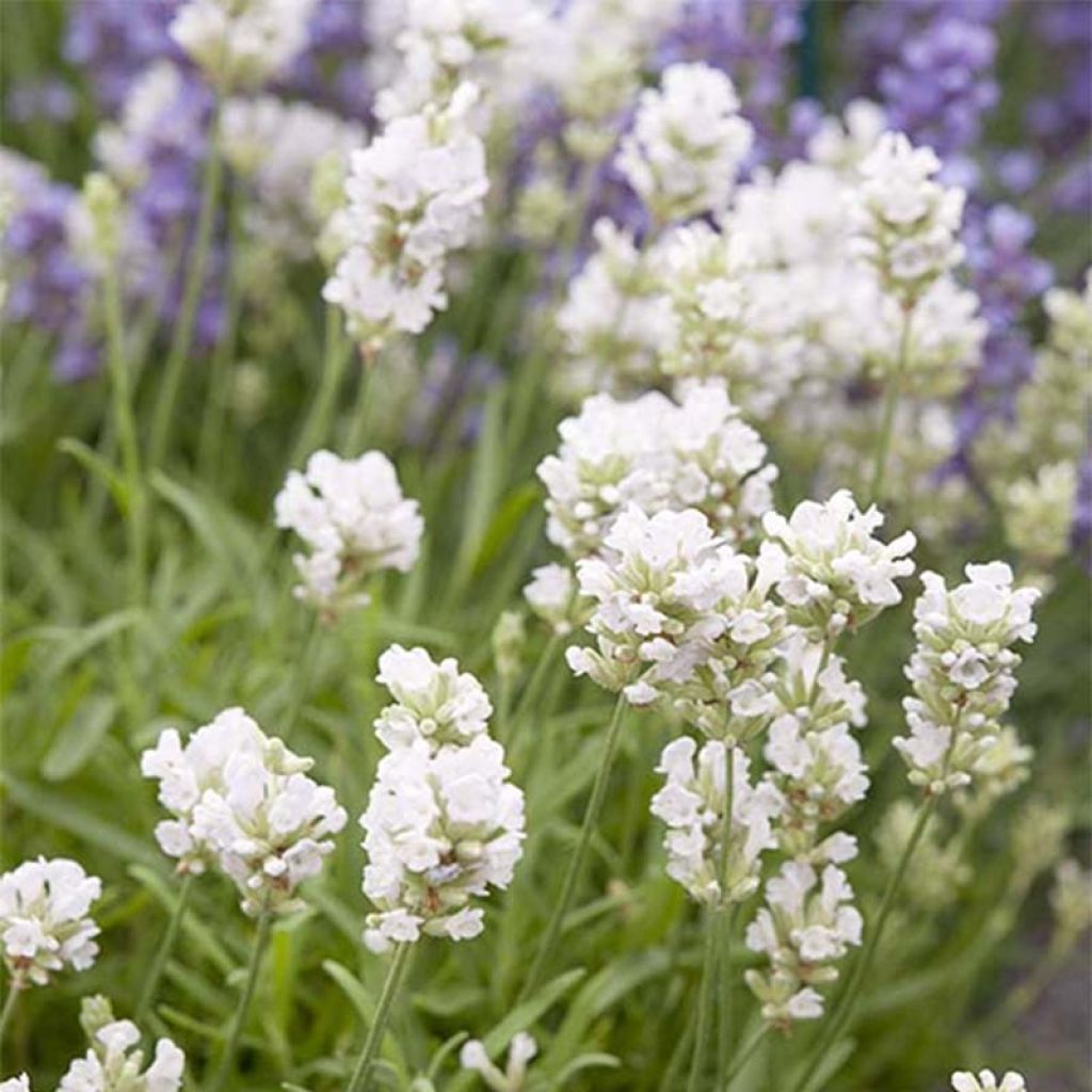 Lavanda angustifolia Arctic Snow