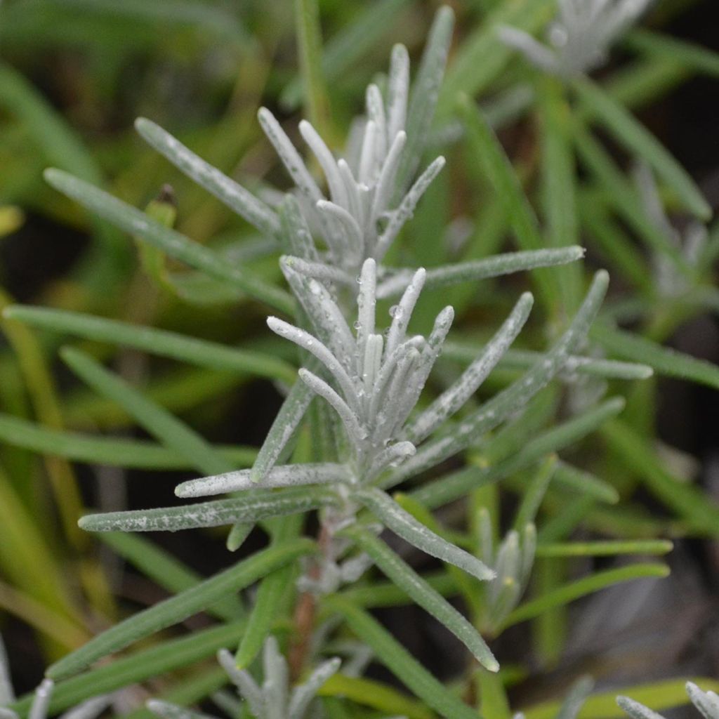 Lavande naine - Lavandula ang. Dwarf Blue