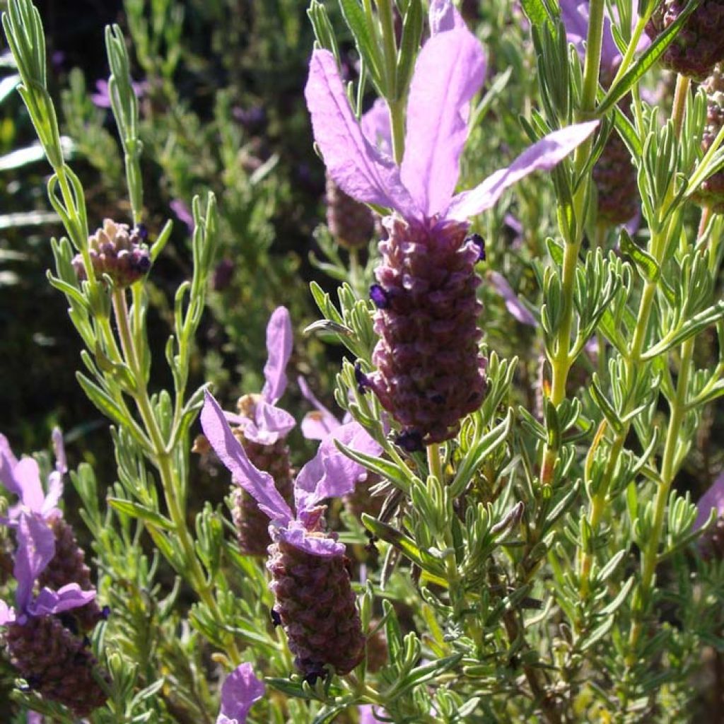 Lavanda stoechas (semillas) - Cantueso