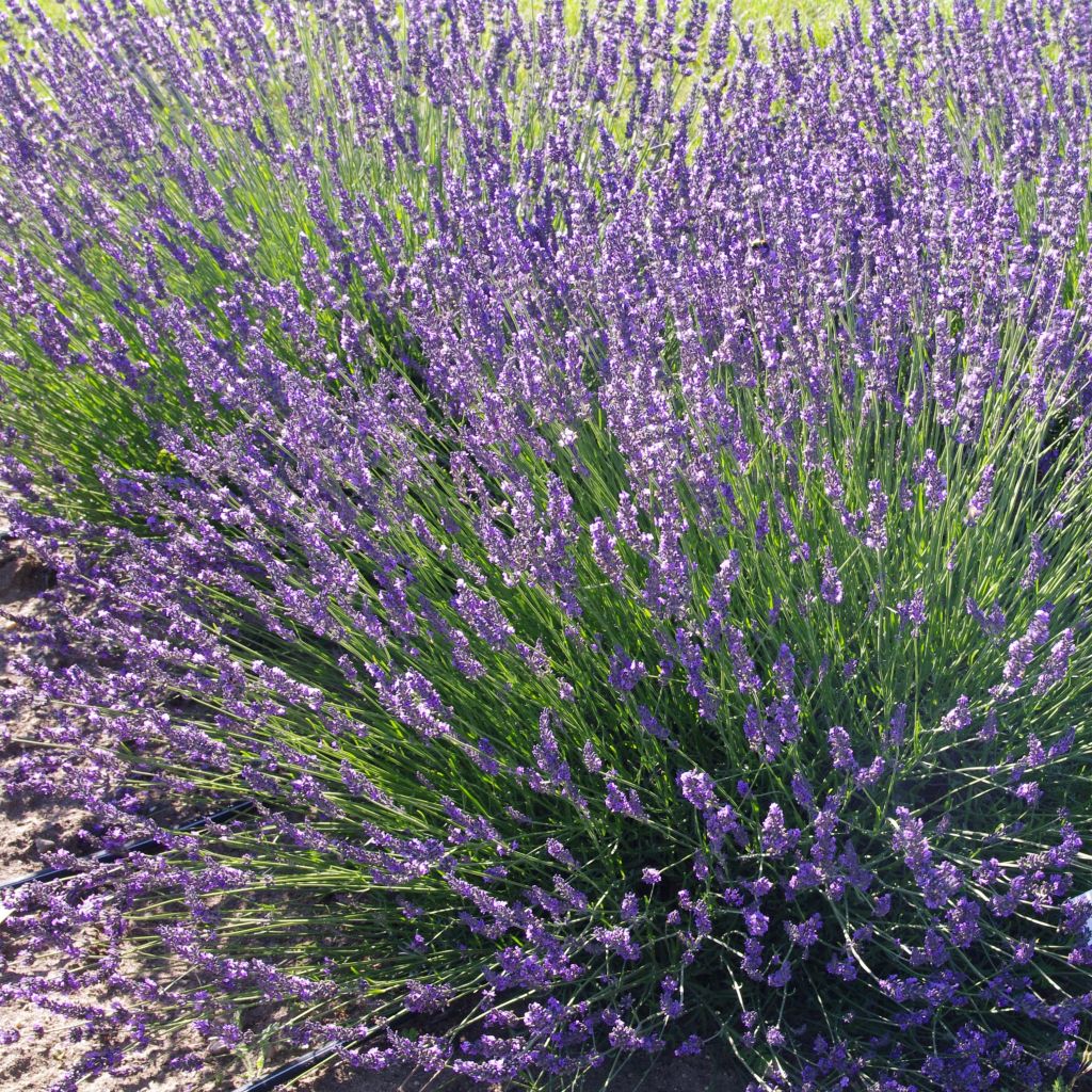 Lavanda intermedia Phenomenal Niko - Lavandín