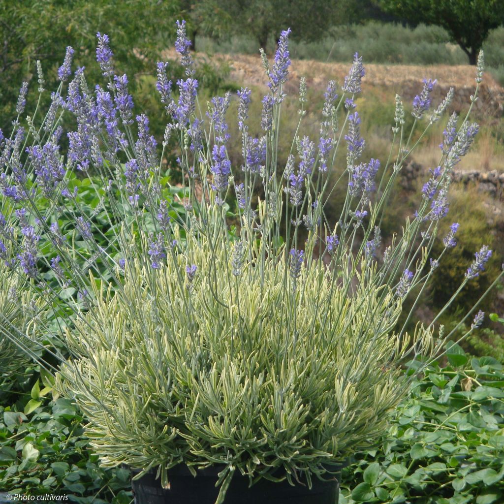 Lavanda intermedia Platinum Blonde - Lavandín