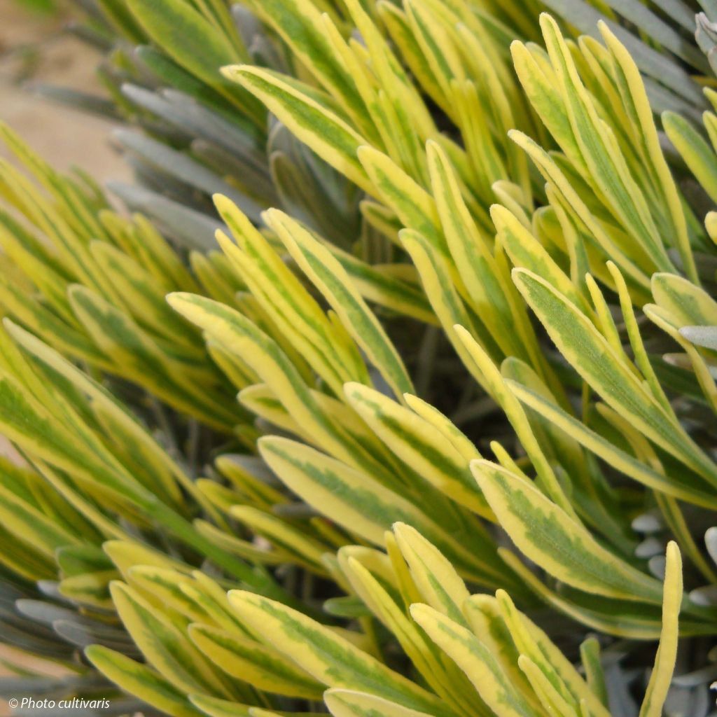 Lavanda intermedia Platinum Blonde - Lavandín