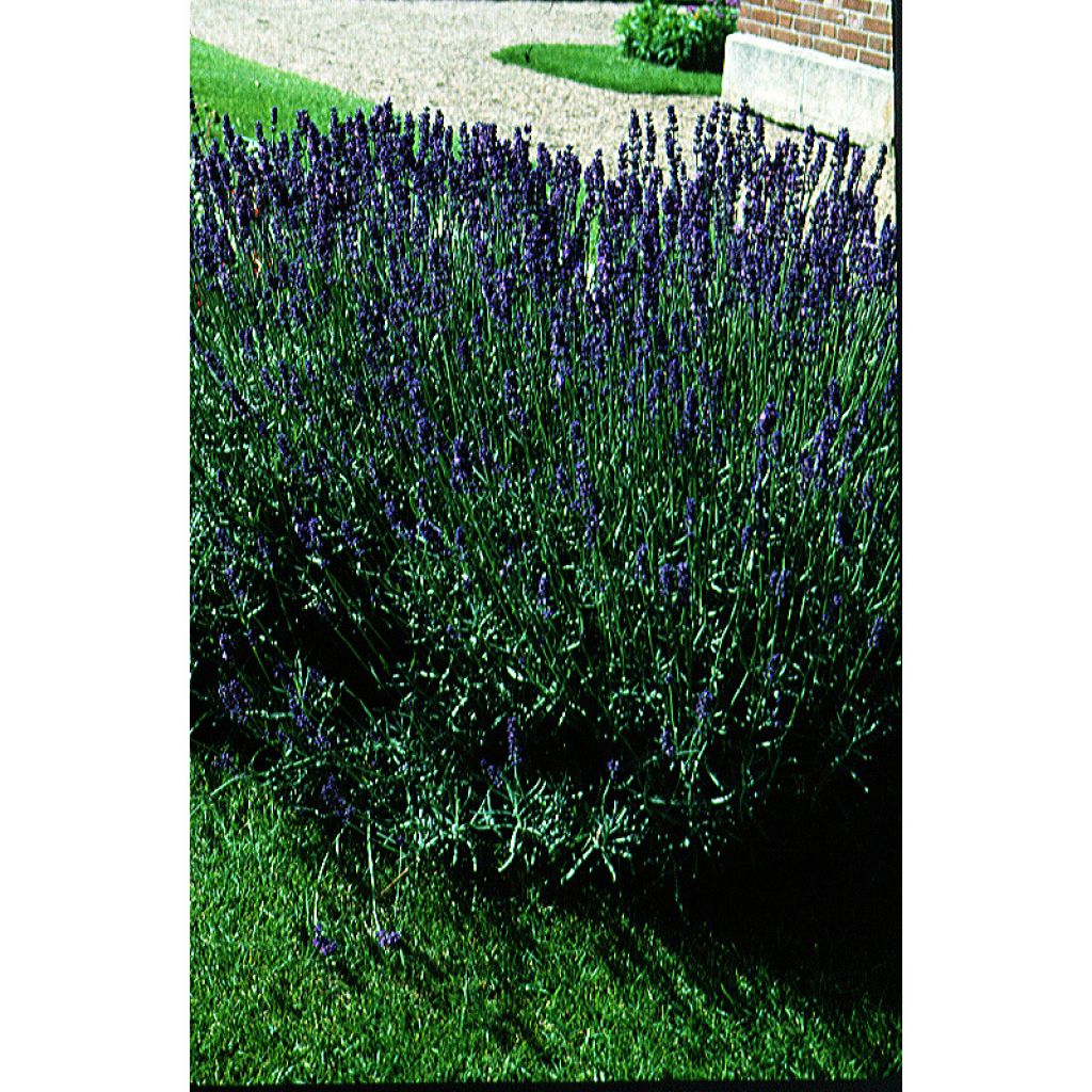 Lavanda BIO - Lavandula angustifolia