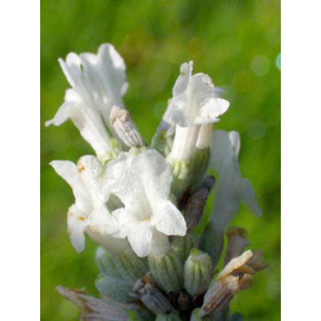 Lavande vraie - Lavandula angustifolia Alba