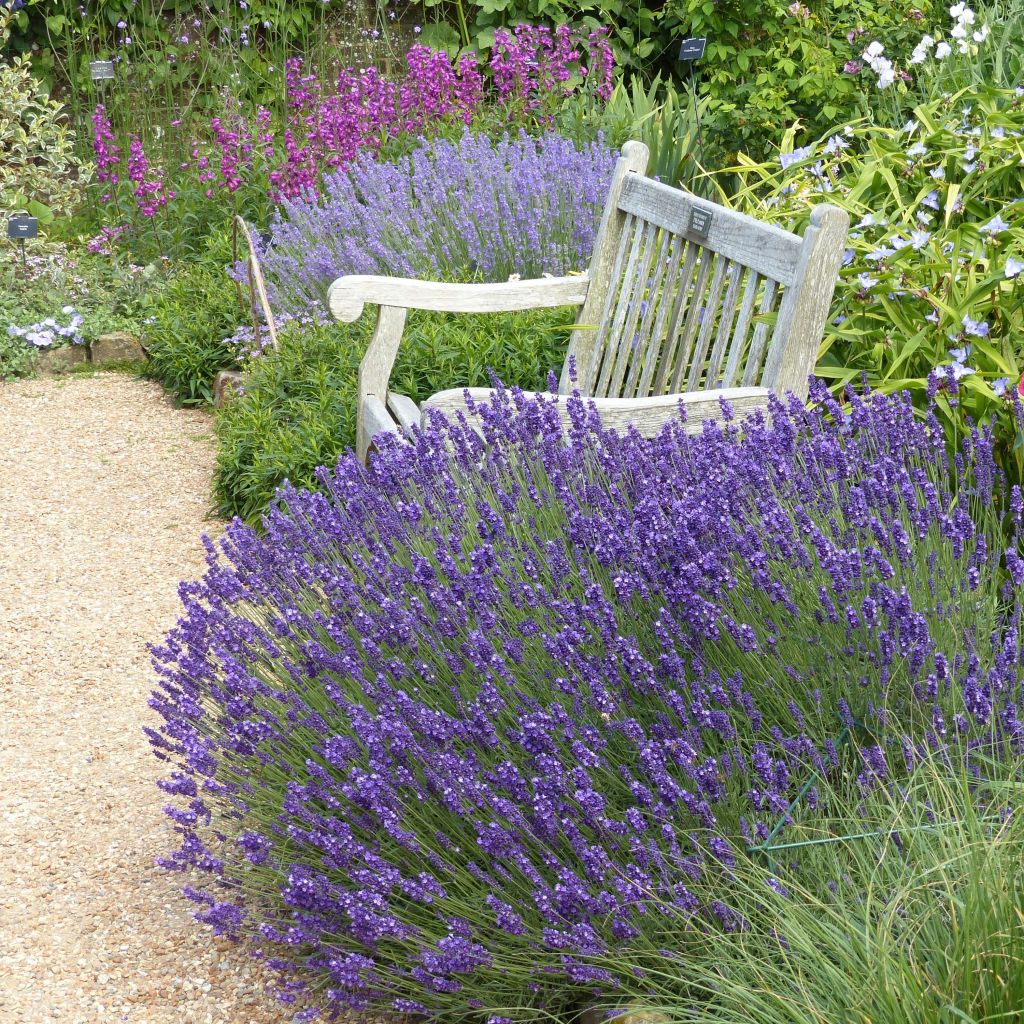 Lavanda angustifolia Hidcote