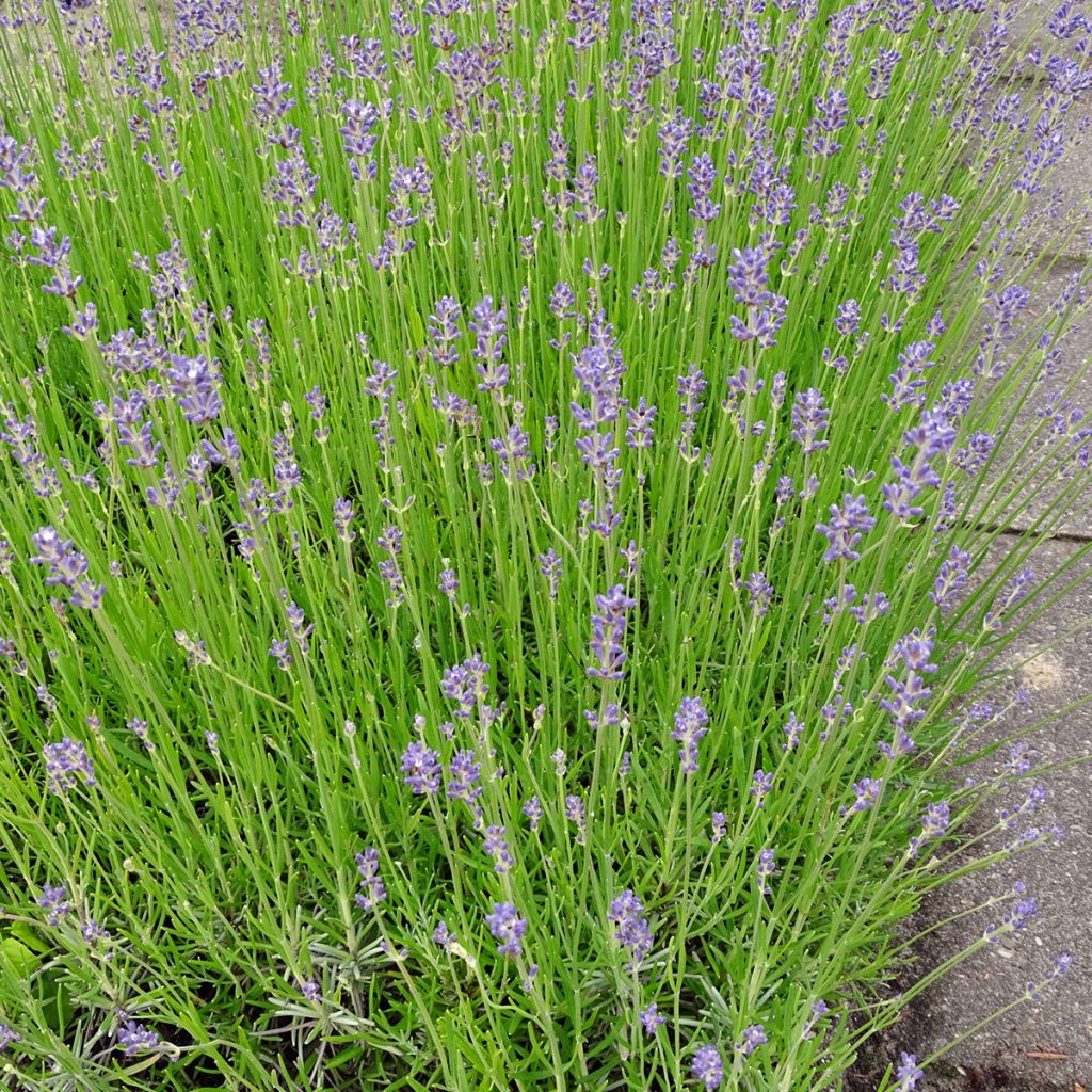 Lavande vraie - Lavandula angustifolia Dwarf Blue