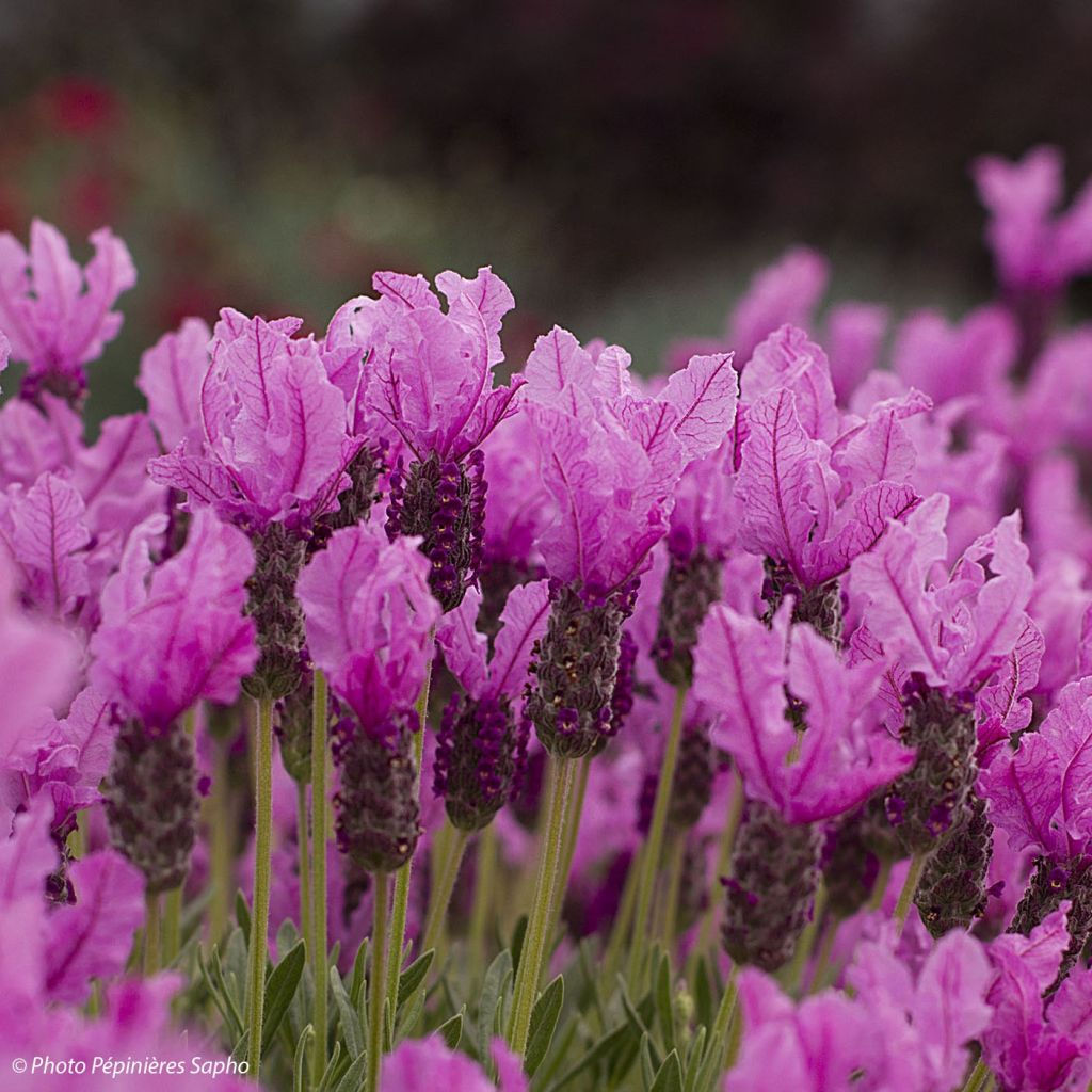 Lavanda stoechas The Princess - Cantueso