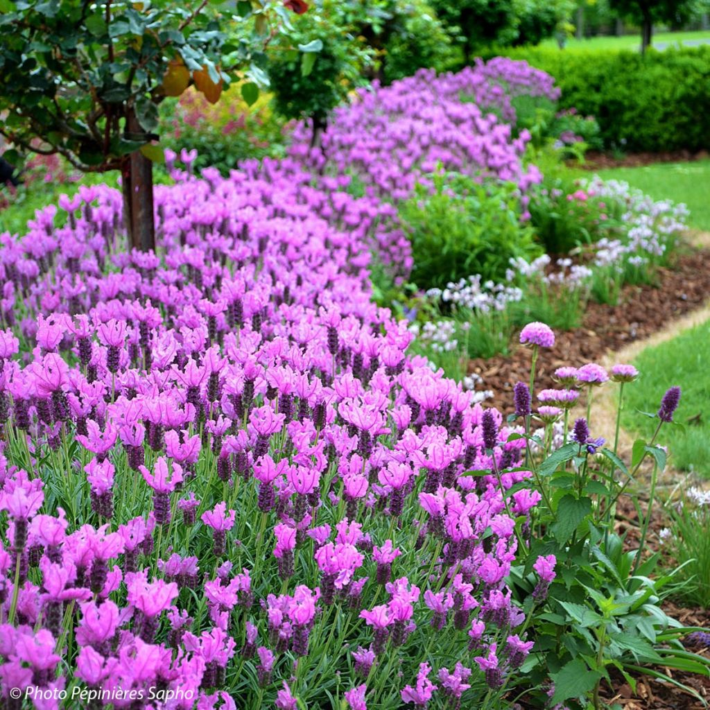 Lavanda stoechas The Princess - Cantueso