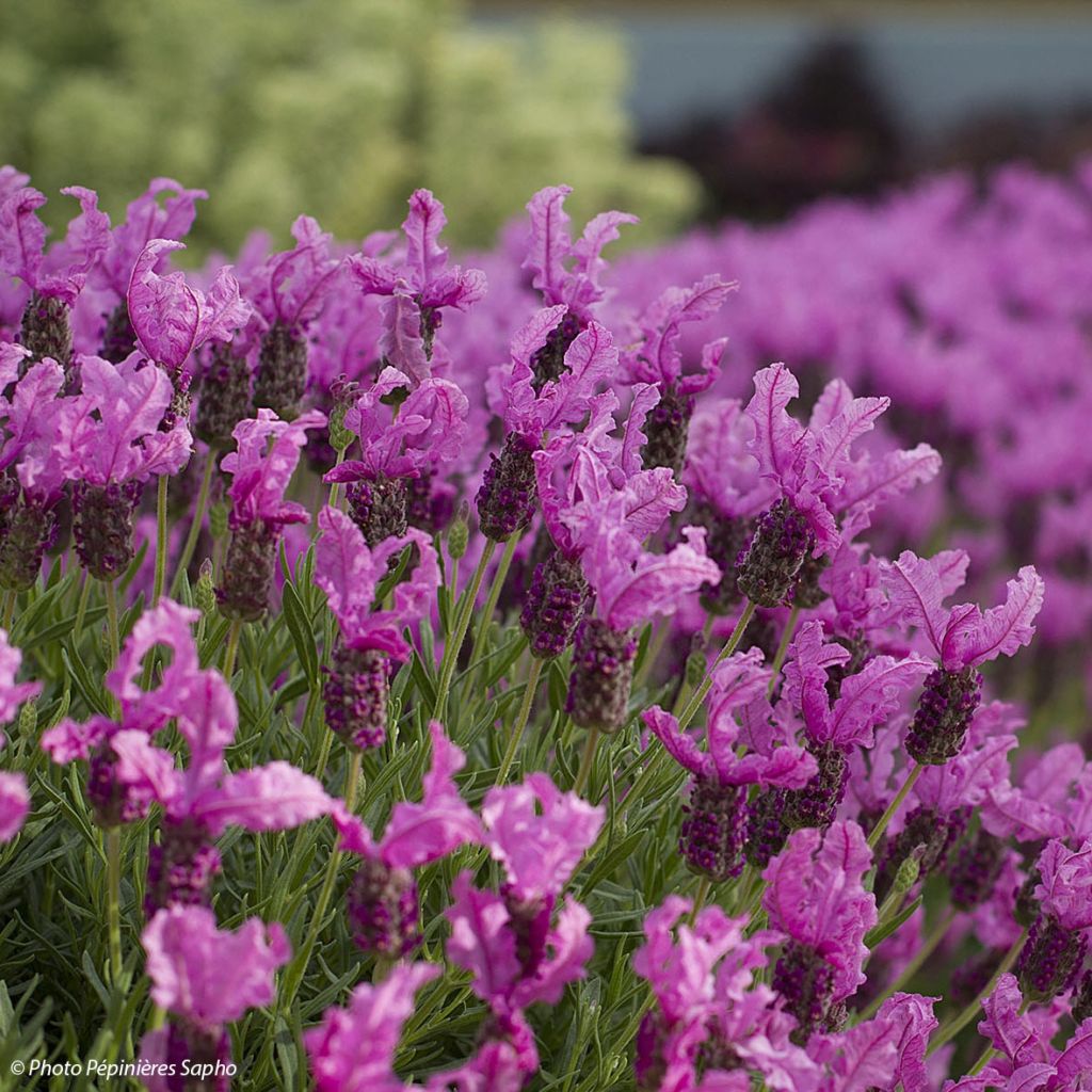 Lavanda stoechas The Princess - Cantueso