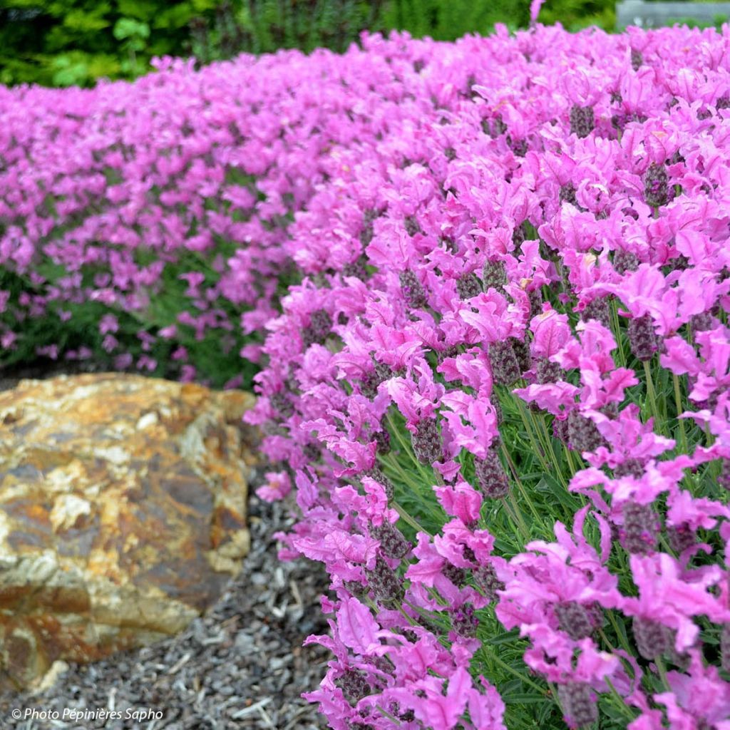 Lavanda stoechas The Princess - Cantueso