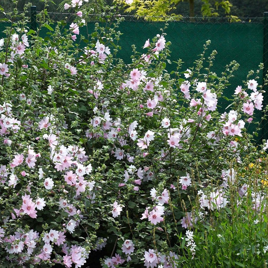 Lavatera Barnsley Baby