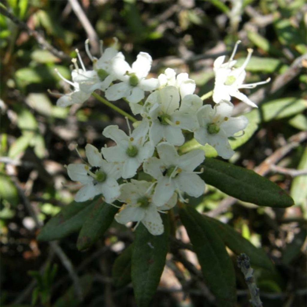 Ledum groenlandicum Helma