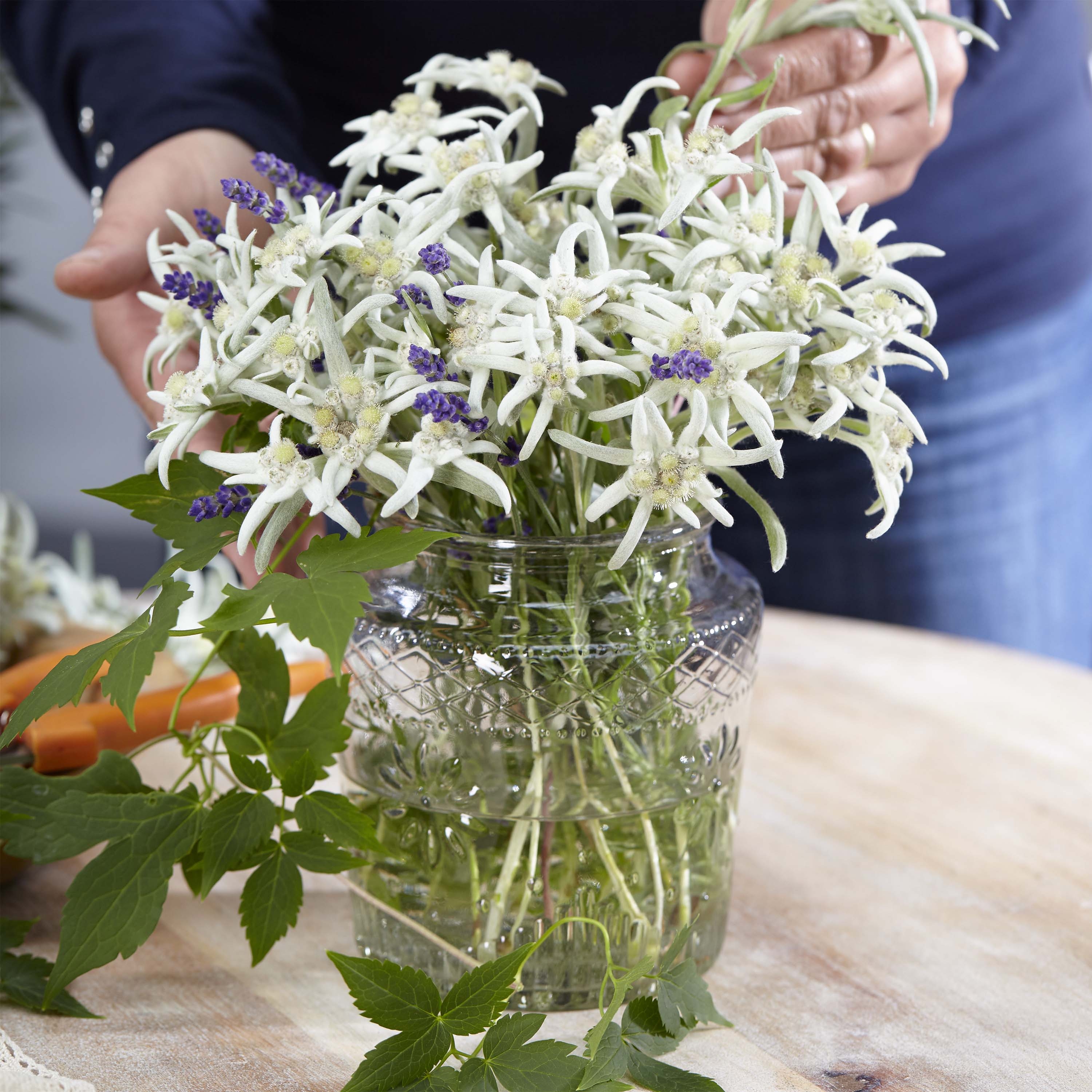 Leontopodium alpinum Blossom of Snow - Flor de las nieves