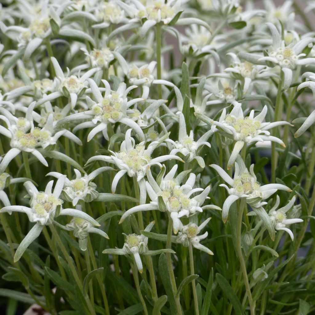 Leontopodium alpinum Blossom of Snow - Flor de las nieves