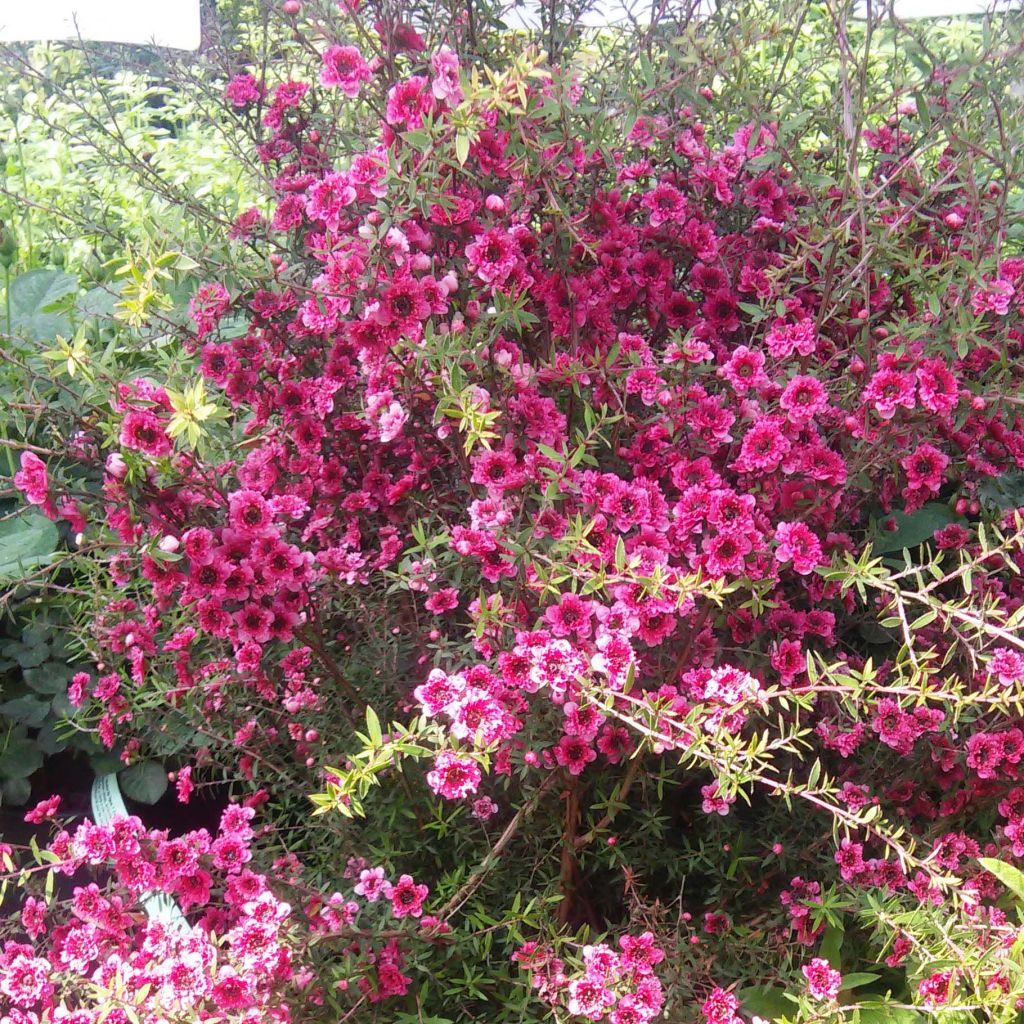 Leptospermum scoparium Wiri Kerry