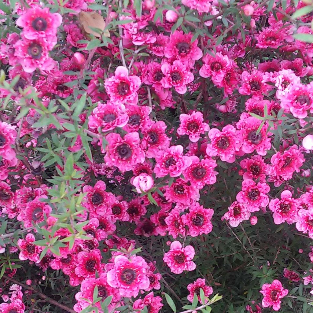 Leptospermum scoparium Wiri Kerry