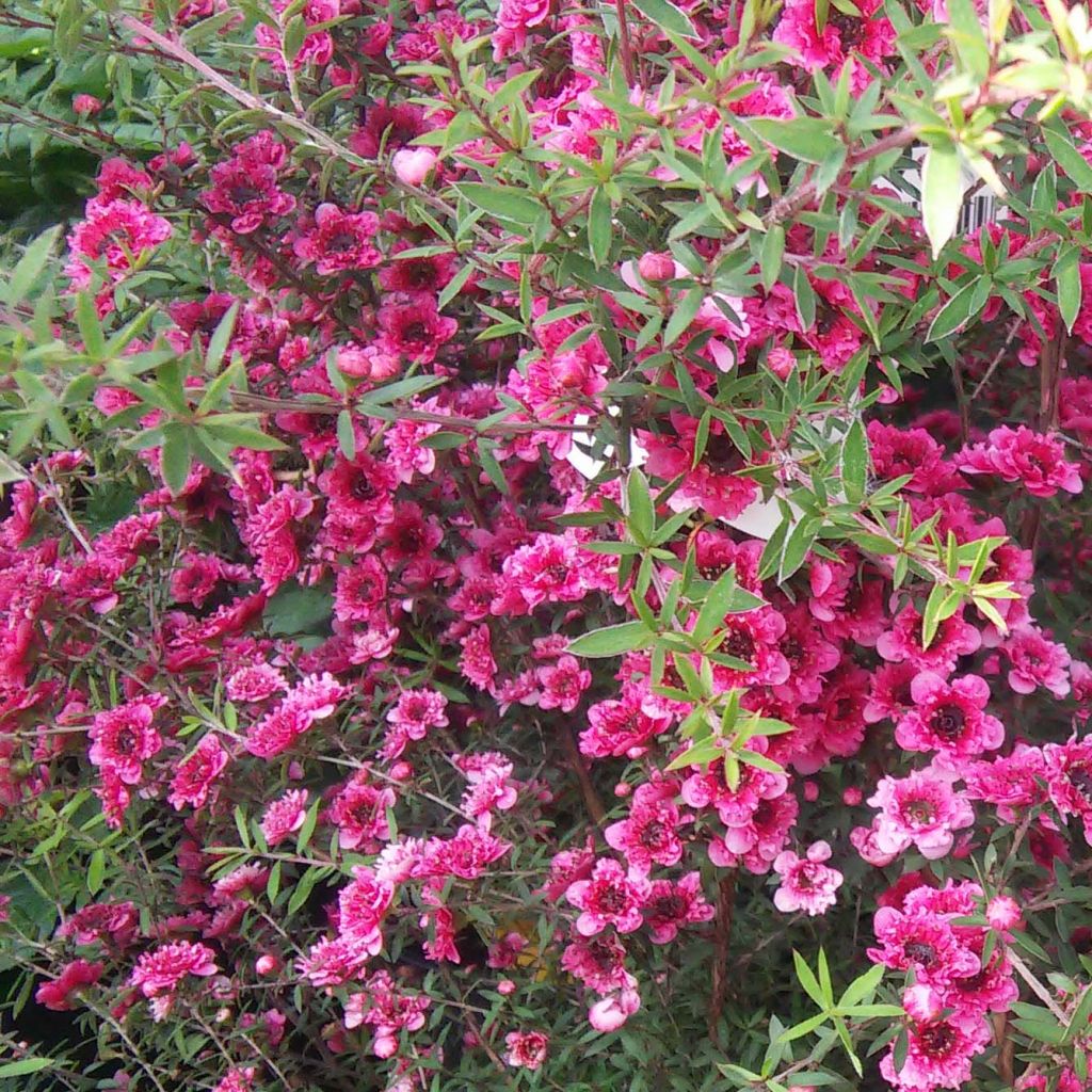 Leptospermum scoparium Wiri Kerry