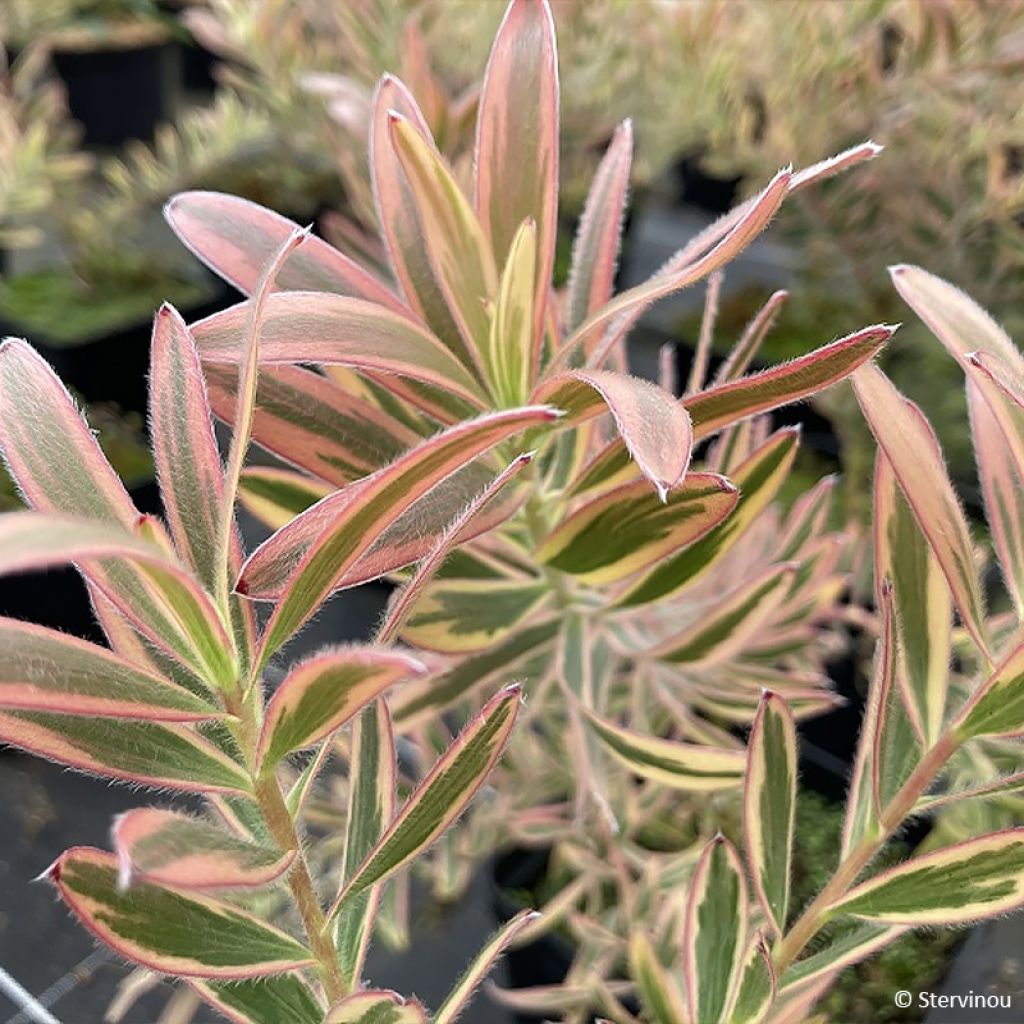 Leucadendron Jester 