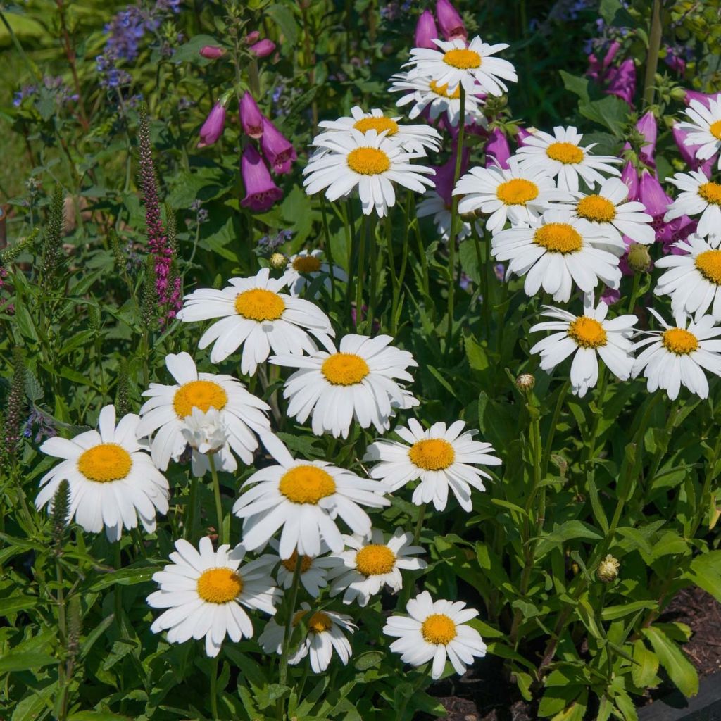 Margarita Reina Petite Princesse d'Argent - Leucanthemum superbum