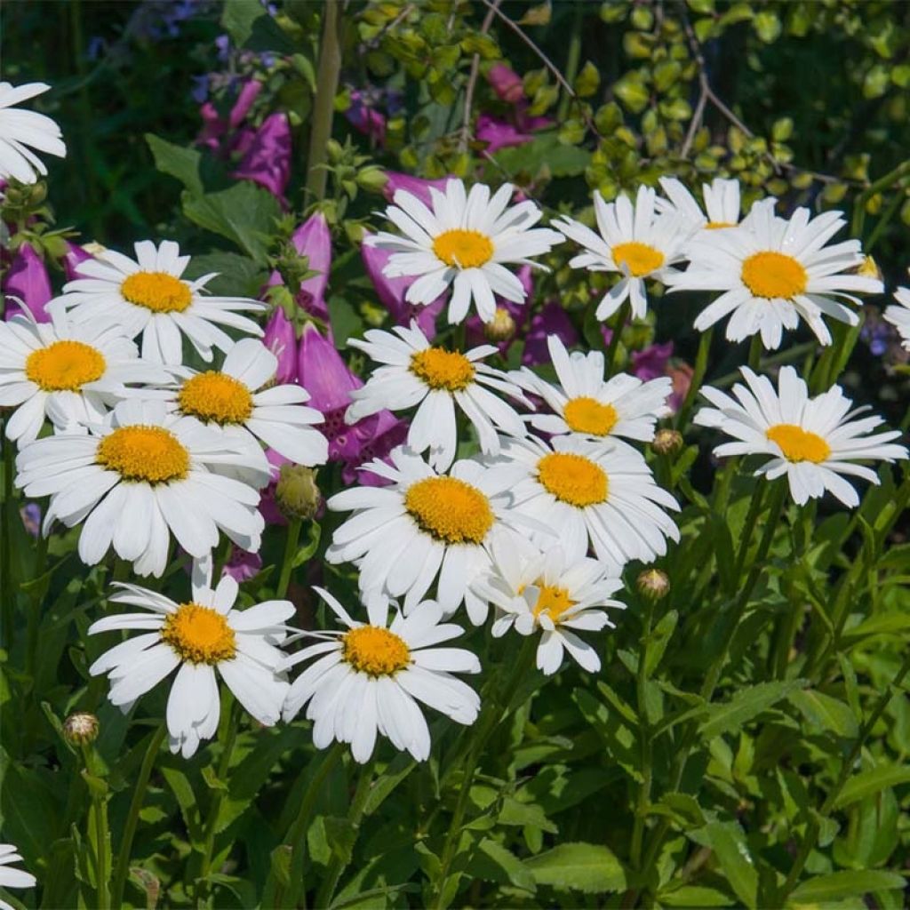 Margarita Reina Petite Princesse d'Argent - Leucanthemum superbum