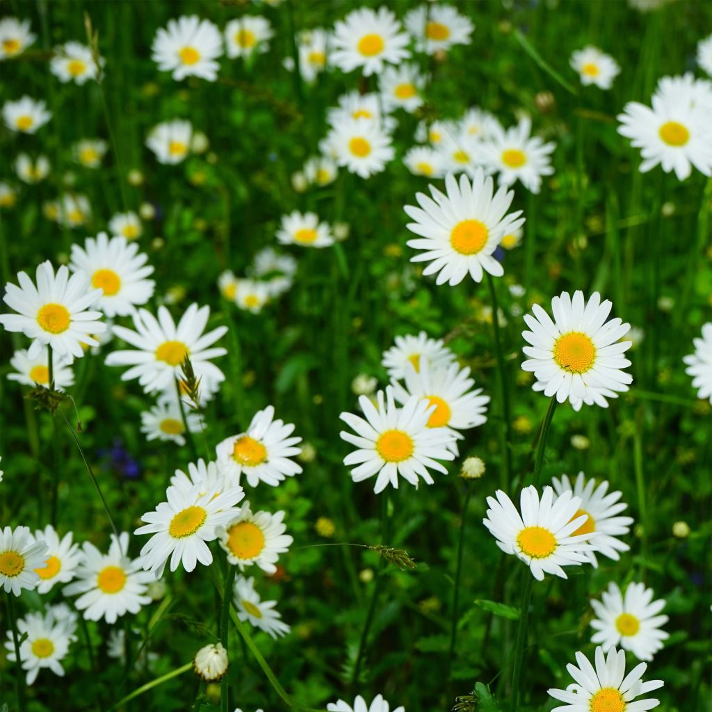 Margarita Reina Petite Princesse d'Argent - Leucanthemum superbum