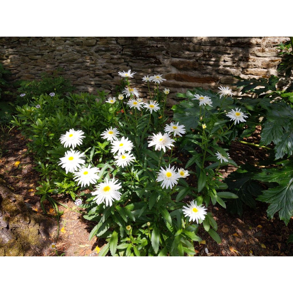 Margarita Reina Christine Hagemann - Leucanthemum superbum