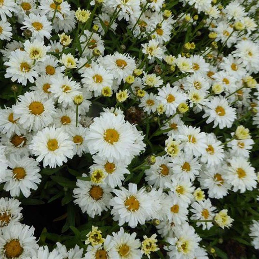 Margarita Reina Freak - Leucanthemum superbum