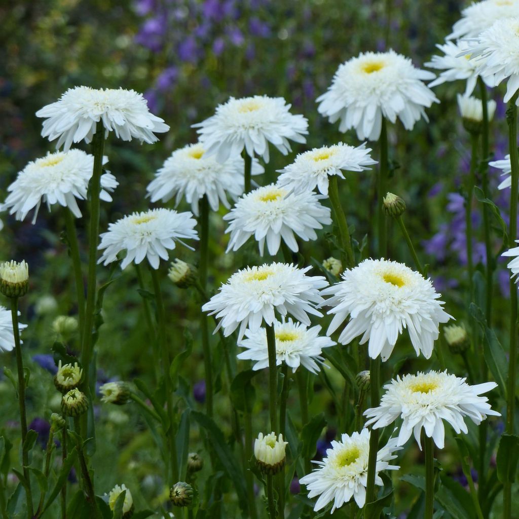 Margarita Reina Wirral Supreme - Leucanthemum superbum