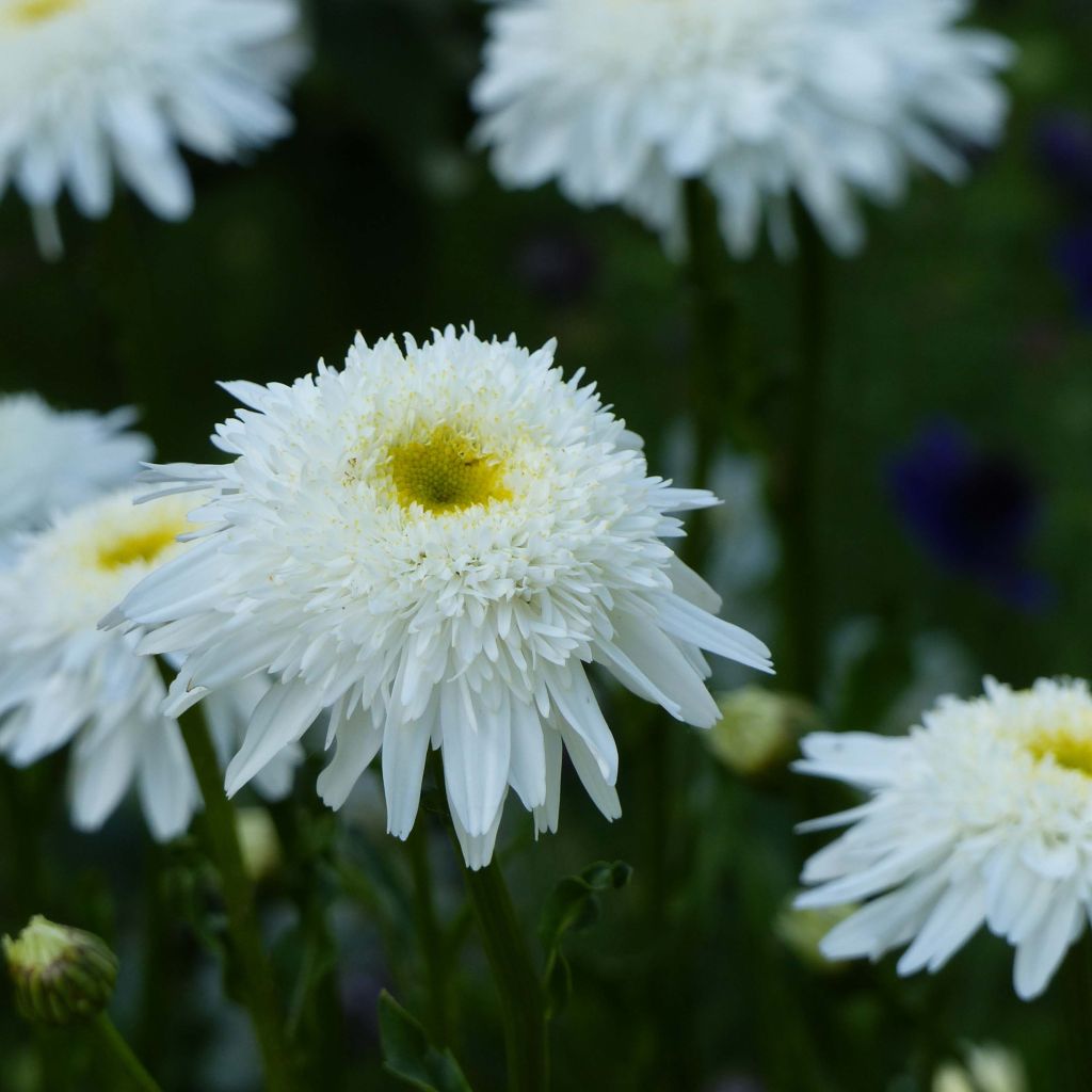 Margarita Reina Wirral Supreme - Leucanthemum superbum