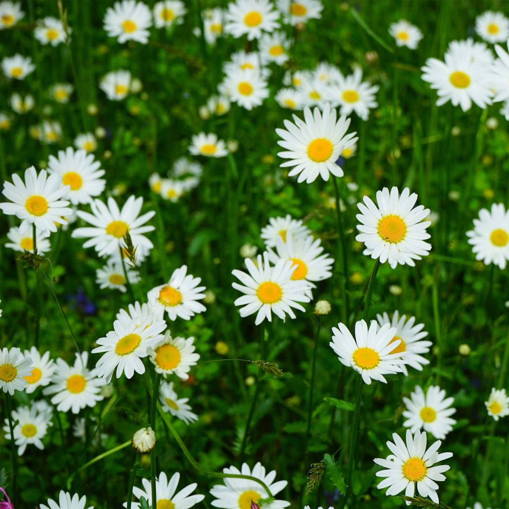 Leucanthemum vulgare Maikonigin - Margarita mayor