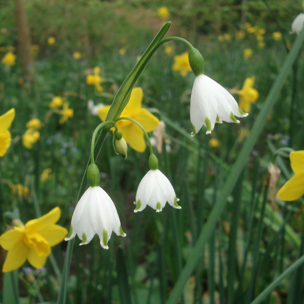 Leucojum aestivum Gravetye Giant - Campanillas de primavera