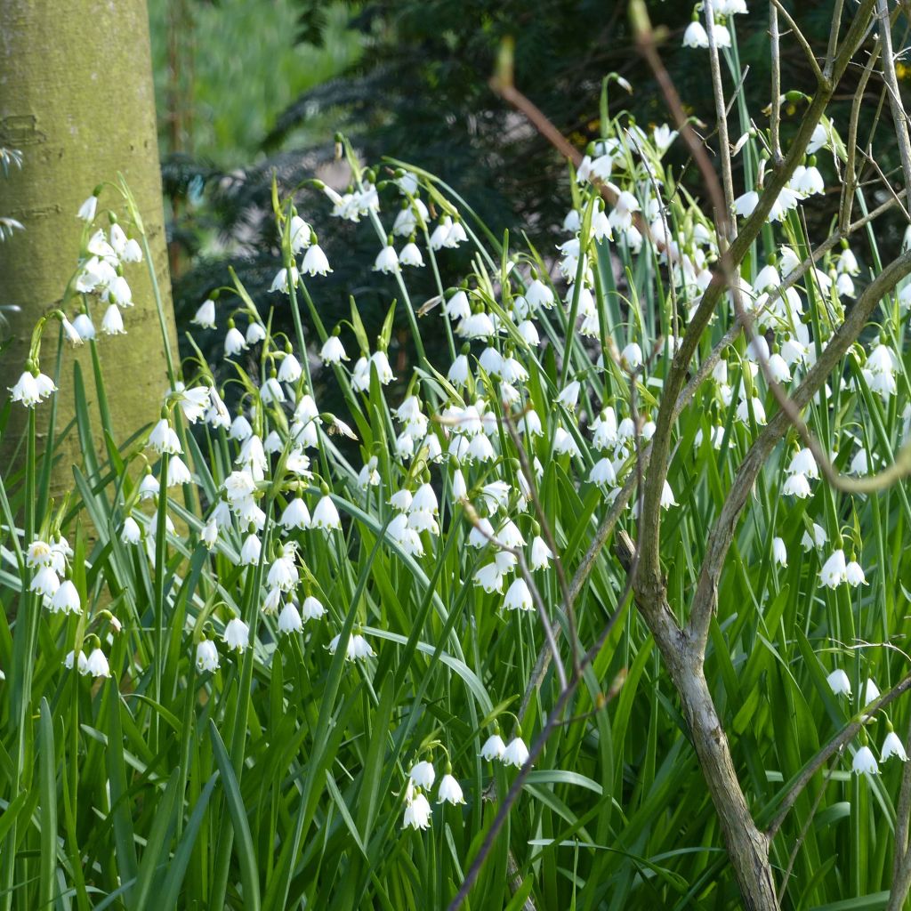 Leucojum aestivum Gravetye Giant - Campanillas de primavera