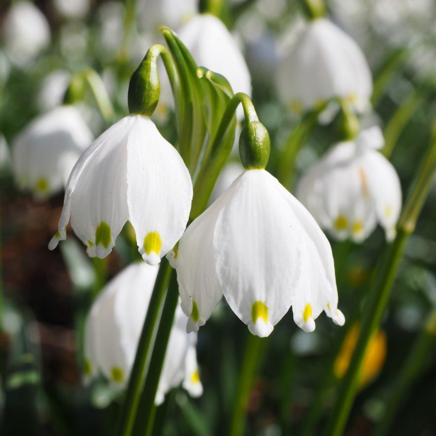 Leucojum vernum