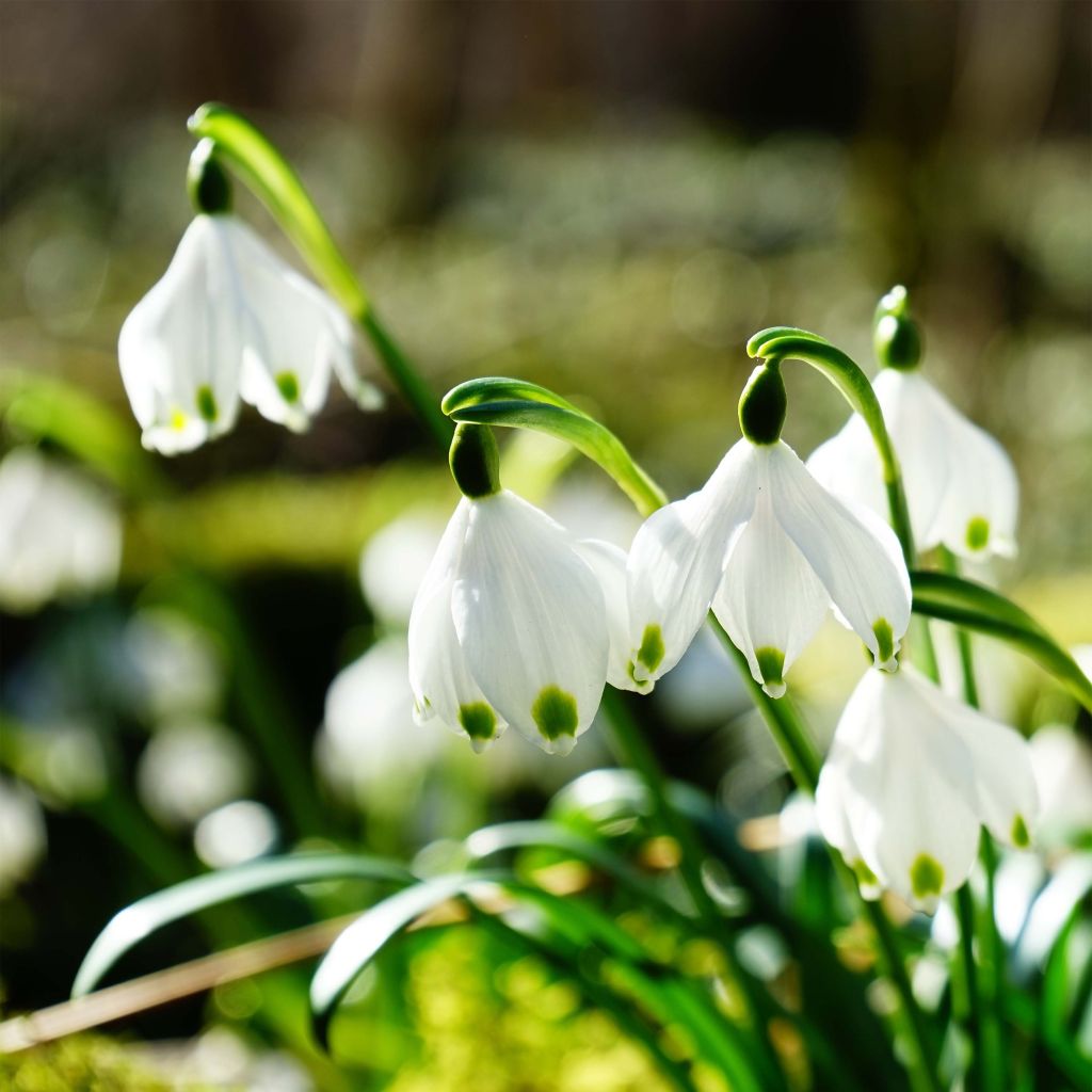 Leucojum vernum