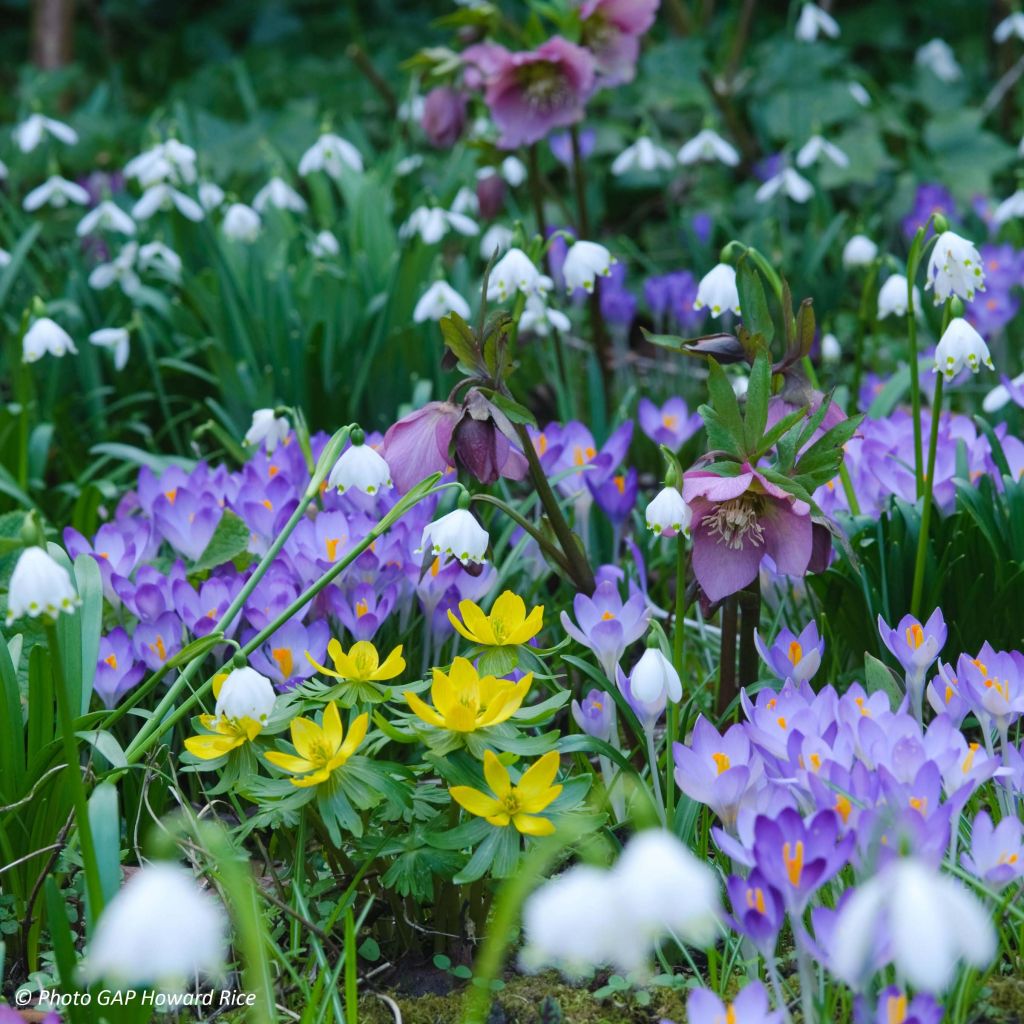 Leucojum vernum