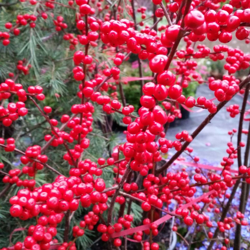 Ilex verticillata - Acebo