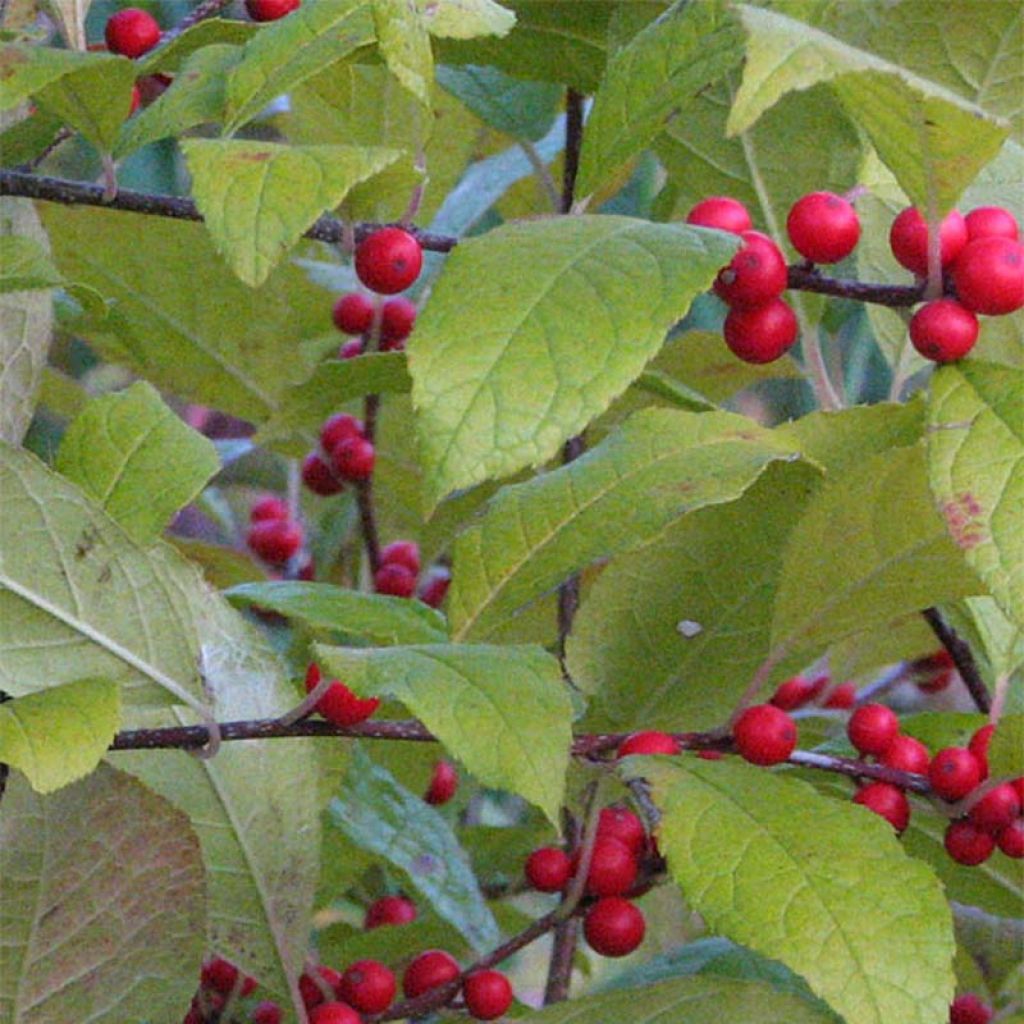 Ilex verticillata - Acebo