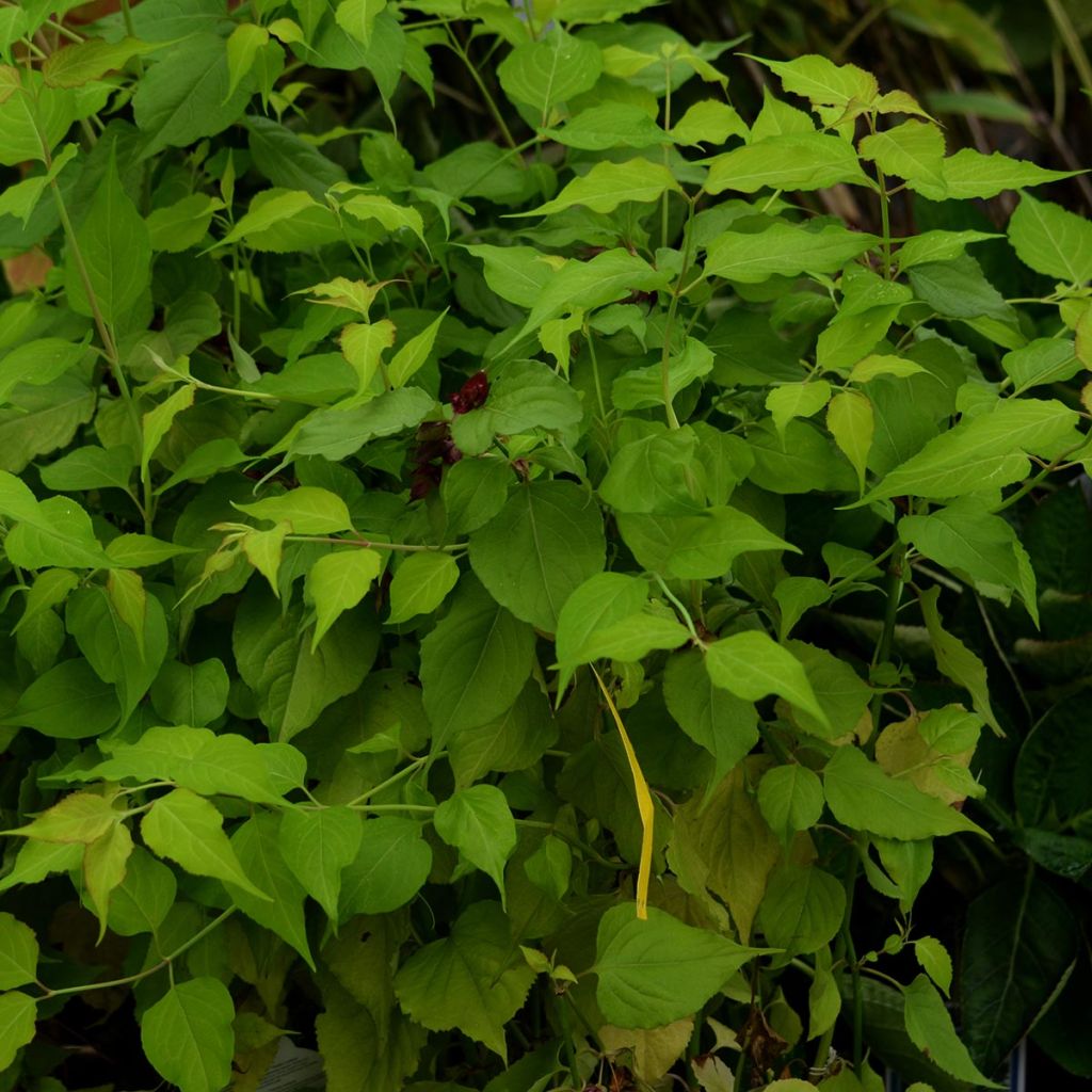 Leycesteria formosa Golden Lanterns - Madreselva del Himalaya