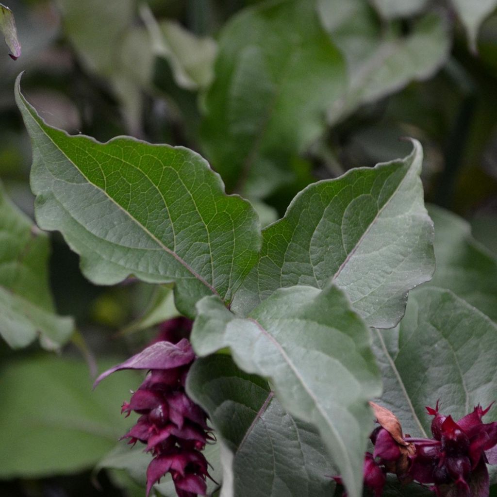 Leycesteria formosa Purple Rain - Madreselva del Himalaya