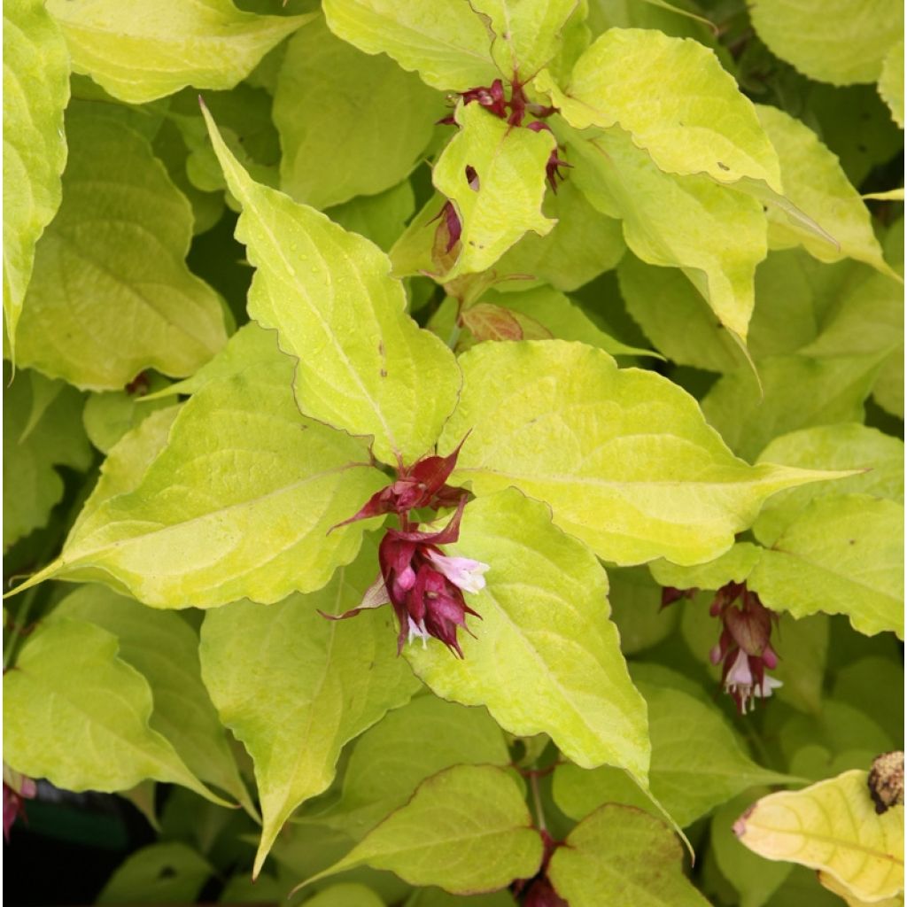 Leycesteria formosa Golden Lanterns - Madreselva del Himalaya