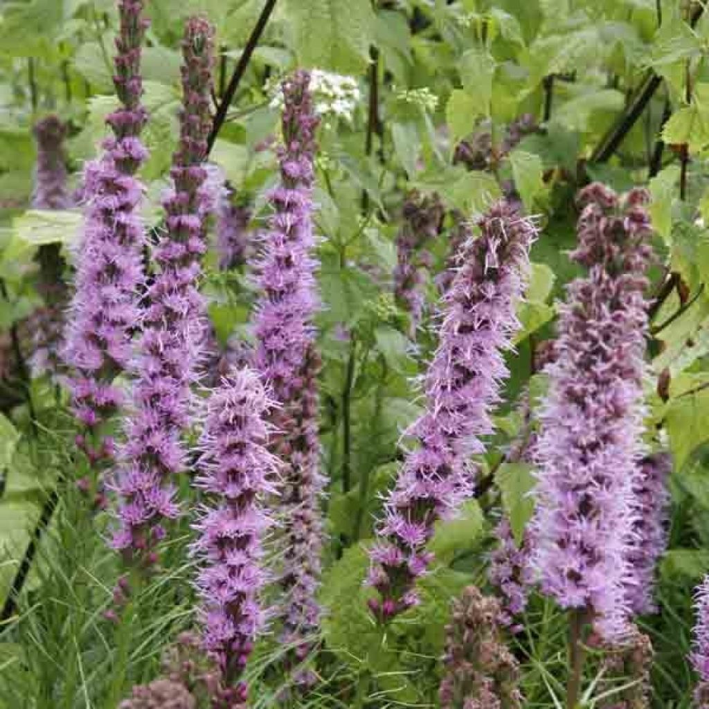 Liatris spicata - Densa estrella ardiente