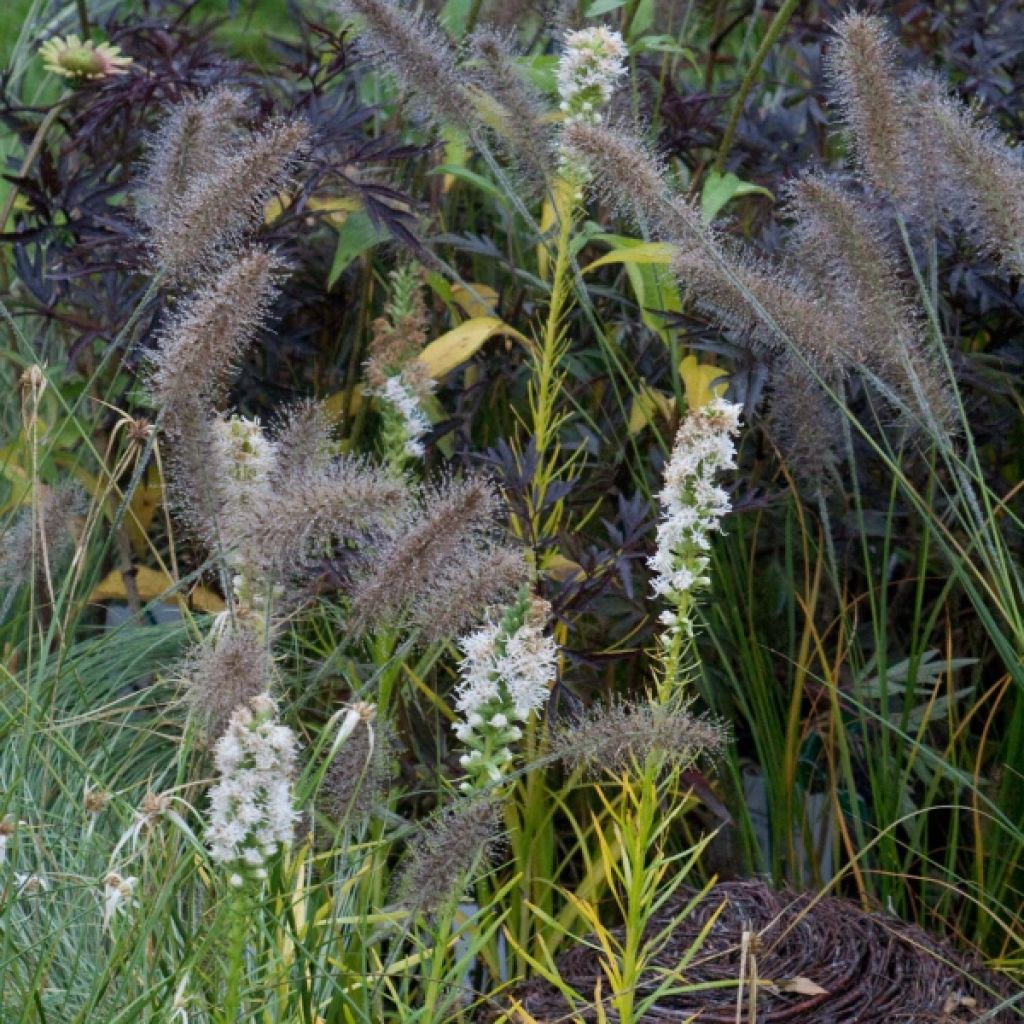 Liatris spicata Alba - Densa estrella ardiente